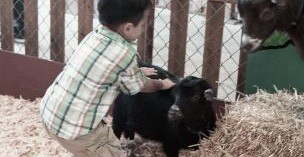 Petting Zoo & Field Trips