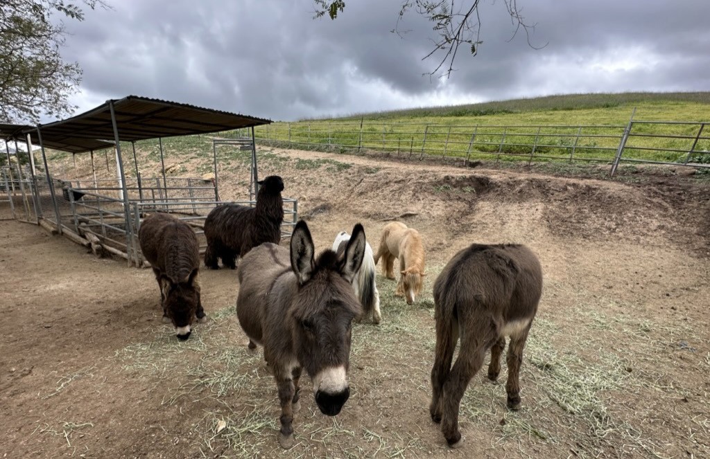 Rescued mini donkeys and mini horses at the ranch